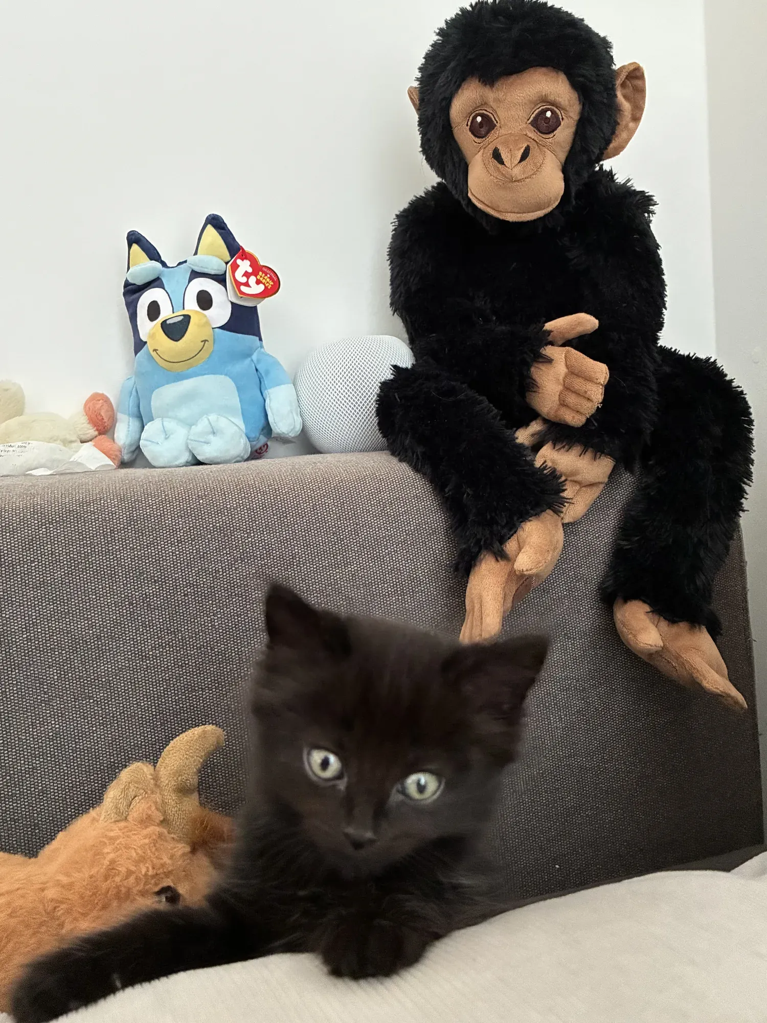 Tutu on the sofa with Bluey, Monkey and Cow.